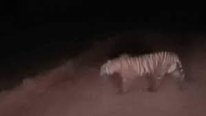 Harimau Sumatera Muncul Lagi di Permukiman Warga, Kali Ini di Rohil